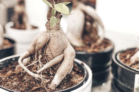 Cuidados Del Bons I Ficus Ginseng O Retusa Gu A Completa Y Pr Ctica