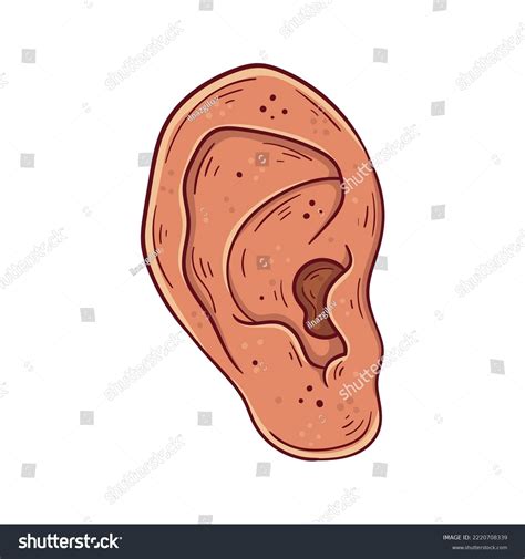 Human Ear Hand Drawn Cartoon Simple Stock Vector (Royalty Free) 2220708339 | Shutterstock