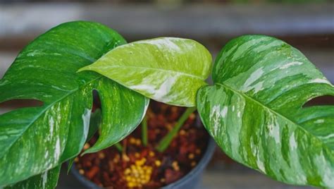 Jak rychle roste epipremnum?