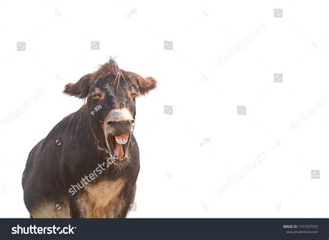 Funny Donkey Smiles Cheerfully Donkey Smile Stock Photo 1791537572 ...