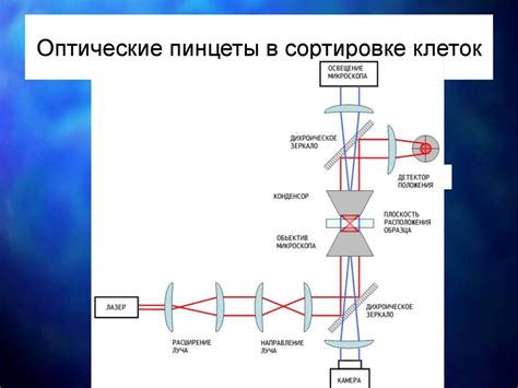 Применение лазерных технологий («лазерный пинцет») для исследования ...