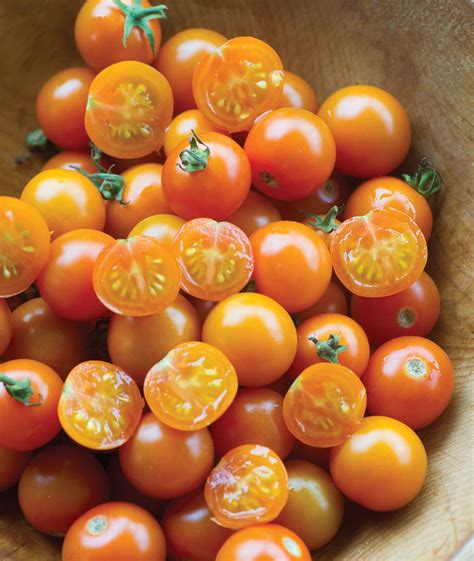 Sungold Tomato Container