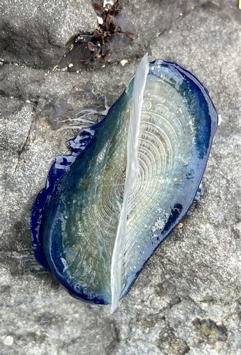 Creature Feature Velella Velella By The Wind Sailors Friends Of