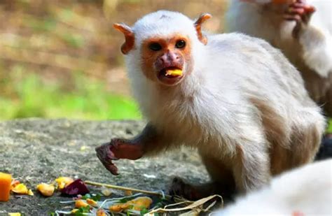 Marmoset - Description, Habitat, Image, Diet, and Interesting Facts