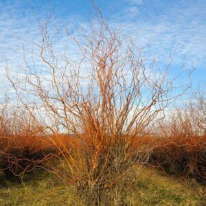 Wholesale Black Willow Pussy Willow Shrubs Cold Stream Farm