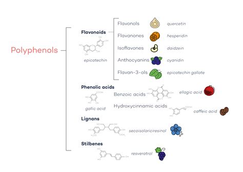 What Are Polyphenols Antioxidants Oxidative Stress Futureyou