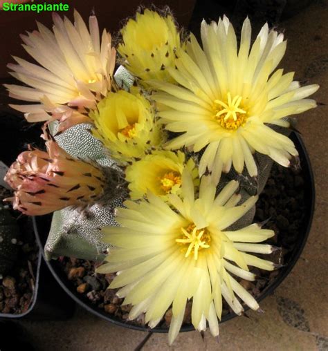 Astrophytum Myriostigma Lemaire 1839