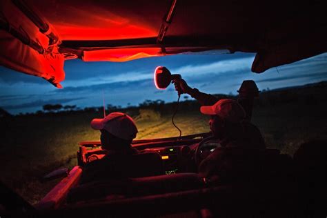 Night Game Drives In Masai Mara A Thrilling Experience