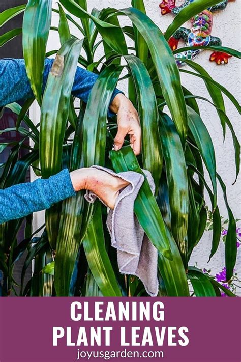 Cleaning Houseplant Leaves Is Part Of Houseplant Care Learn All About