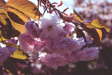 Free Images Tree Branch Leaf Flower Petal Spring Produce Flora