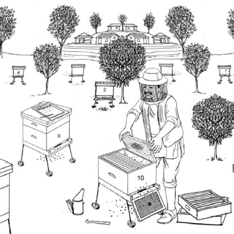 Bee colony inspection | Download Scientific Diagram