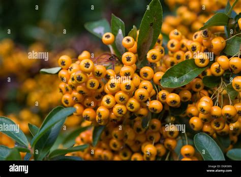 Horticulture Pyracantha Firethorn Fotos Und Bildmaterial In Hoher