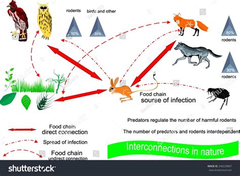 Prey And Predator Cycle