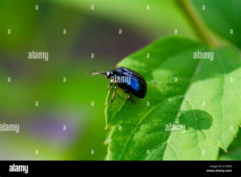 small blue beetle on a leaf Stock Photo - Alamy