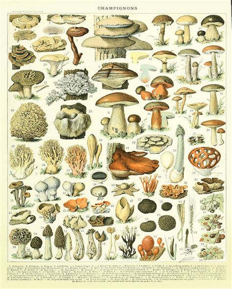 Vintage Mushroom Poster Mushroom Print French Botanical | Etsy