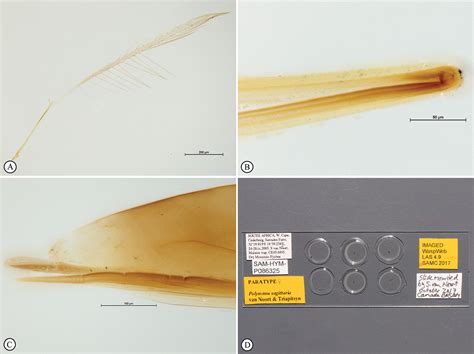 Revision Of The Polynema Dikobraz Species Group With Description Of A