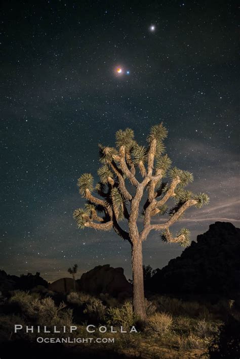 Lunar Eclipse Over Joshua Tree National Park California 29205