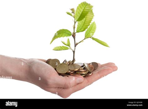 Tree With Coins In It Cut Out Stock Images And Pictures Alamy