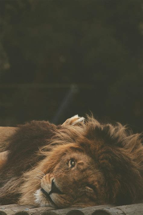 Lion Cage Photos, Download The BEST Free Lion Cage Stock Photos & HD Images