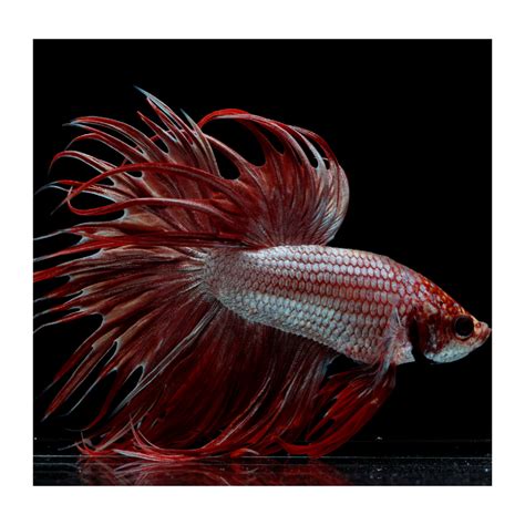 Male Crowntail Dragon Scale Betta