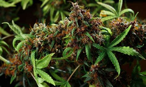 How To Grow Big Buds Indoors 10 Ways To Increase Yields