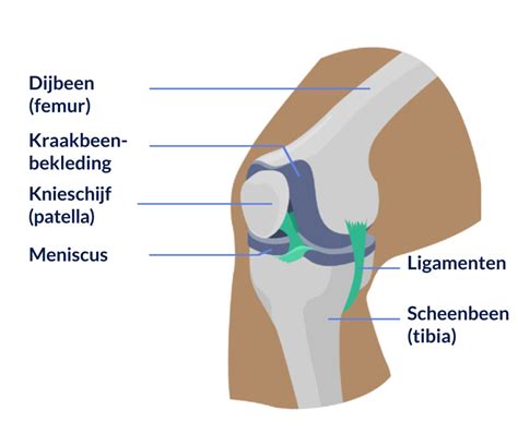 Anatomie Artrose En Knievervangende Chirurgie Support Orthopedics