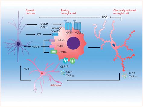 Microglial Cells Function