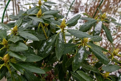 Faut Il Proteger Le Rhododendron En Hiver Comment