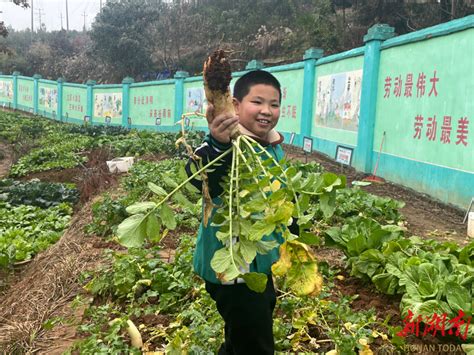 新邵县酿溪镇一完小：体悟劳动之美，共享劳动之乐 教育资讯 新湖南