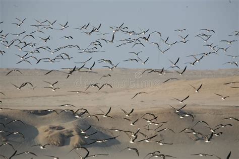 Bandada De Aves Migratorias En Vuelo Contra El Cielo Y El Paisaje Del