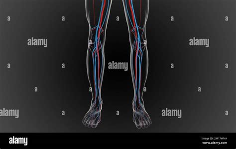 arteries carry oxygenated blood and veins carry deoxygenated blood 3D ...