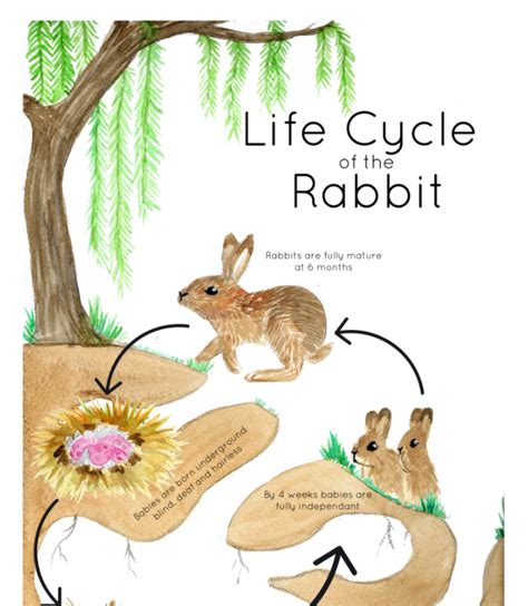 Rabbit Life Cycle Educational Poster In 2024 Rabbit Life Life Cycles Education Poster