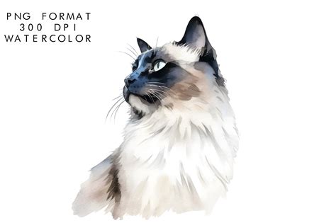 Watercolor Balinese Cat Sublimation Graphic By Watercolorbykr