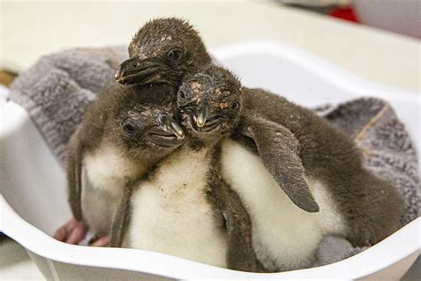 8 macaroni penguins hatch at Kansas City Zoo