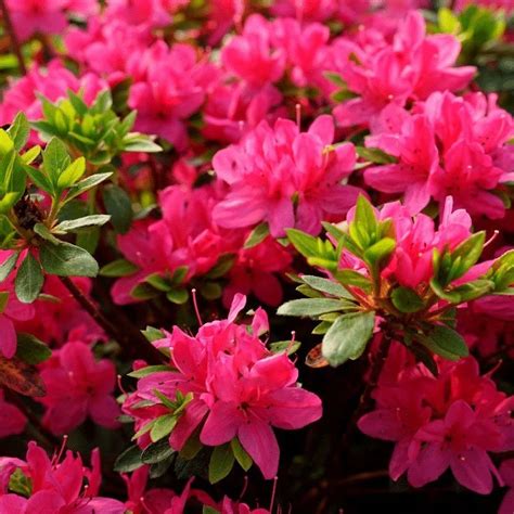Купить Рододендрон японский Geisha Rosa - Рододендрон - GardenPlants