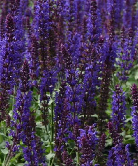 Lyrical Blues Salvia 1 Container Grimms Gardens