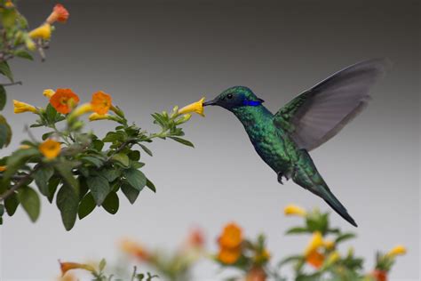 Veilchenohrkolibri Colibri Coruscans Sparkling Violete Flickr