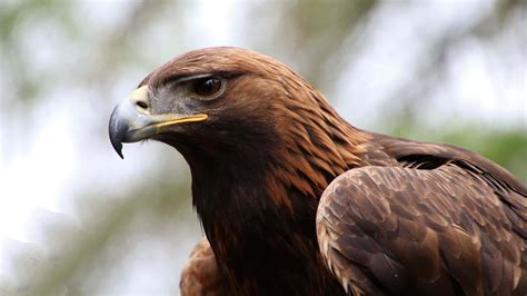 Golden Eagle Hd Wallpaper