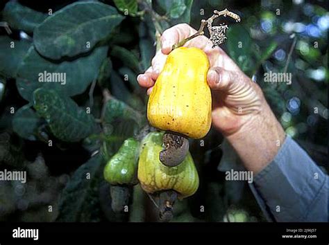 Ripe Cashew Nut On A Tree Tanzania Anacardium Occidentale Stock Photo