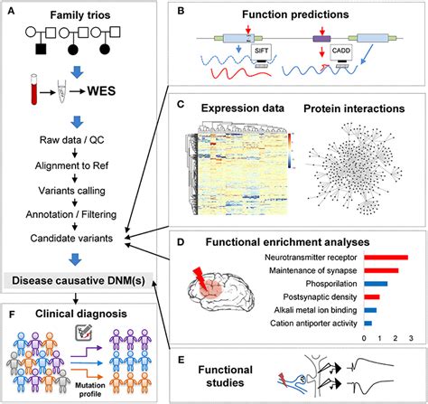 Frontiers De Novo Mutations From Whole Exome Sequencing In