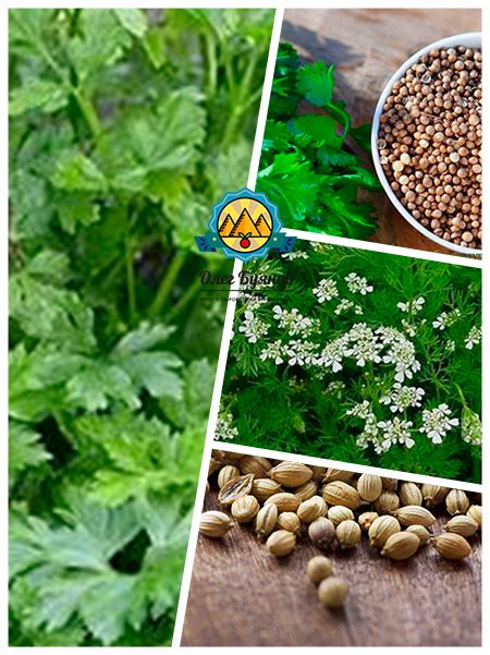 Кориандр молотый, эфирное масло, плоды, полезные и лечебные свойства ...