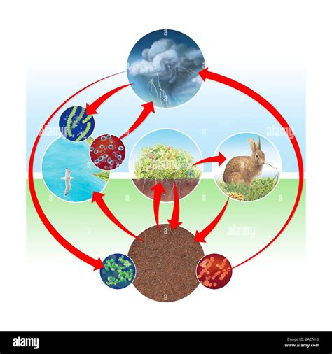 Ciclo Di Azoto Schema Illustrante Il Globale Del Ciclo Di Azoto