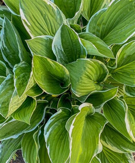 Premium Photo | Hosta plant in the garden beautiful green leaves of hosta