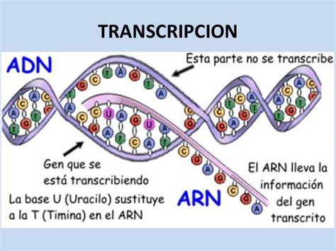 REPLICACIÓN TRANSCRIPCIÓN Y TRADUCCIÓN DEL ADN TRANSCRIPCIÓN DEL ADN