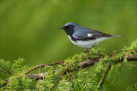 Male Black-throated Blue Warbler in the rain