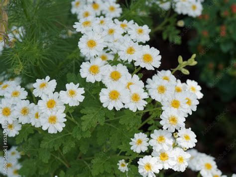 Tanacetum Parthenium Grande Camomille Ou Partenelle Fleur Comestible