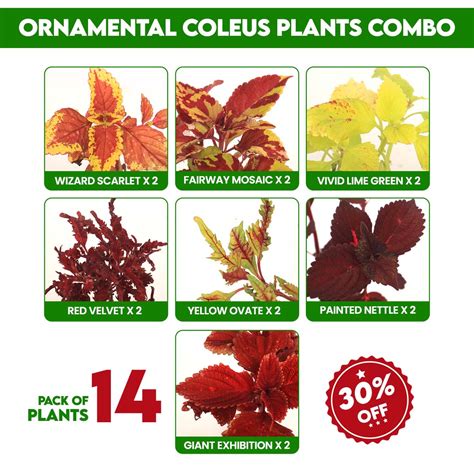 Ornamental Coleus Combo Santhi Online Plants Nursery