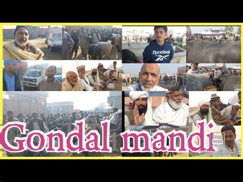 Today Gondal Mandi Buffalo Marke Many People From Punjab And Khabar