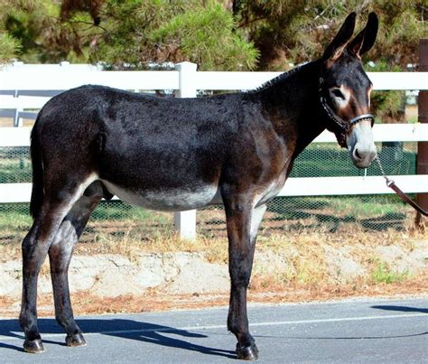 Breeding to a 3 Time World Champion Mammoth Donkey