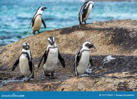 African Penguins on the Boulder Stock Image - Image of animal, natural